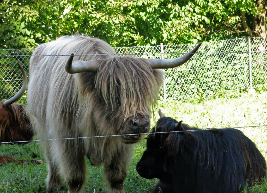vacas suiça