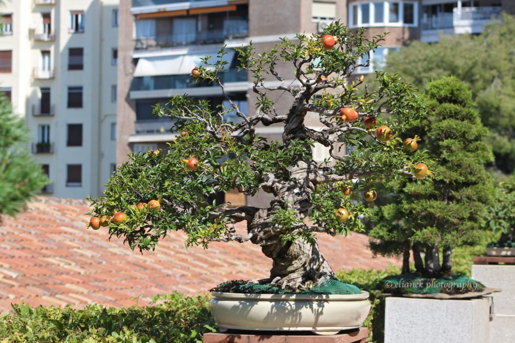 bonsai madrid