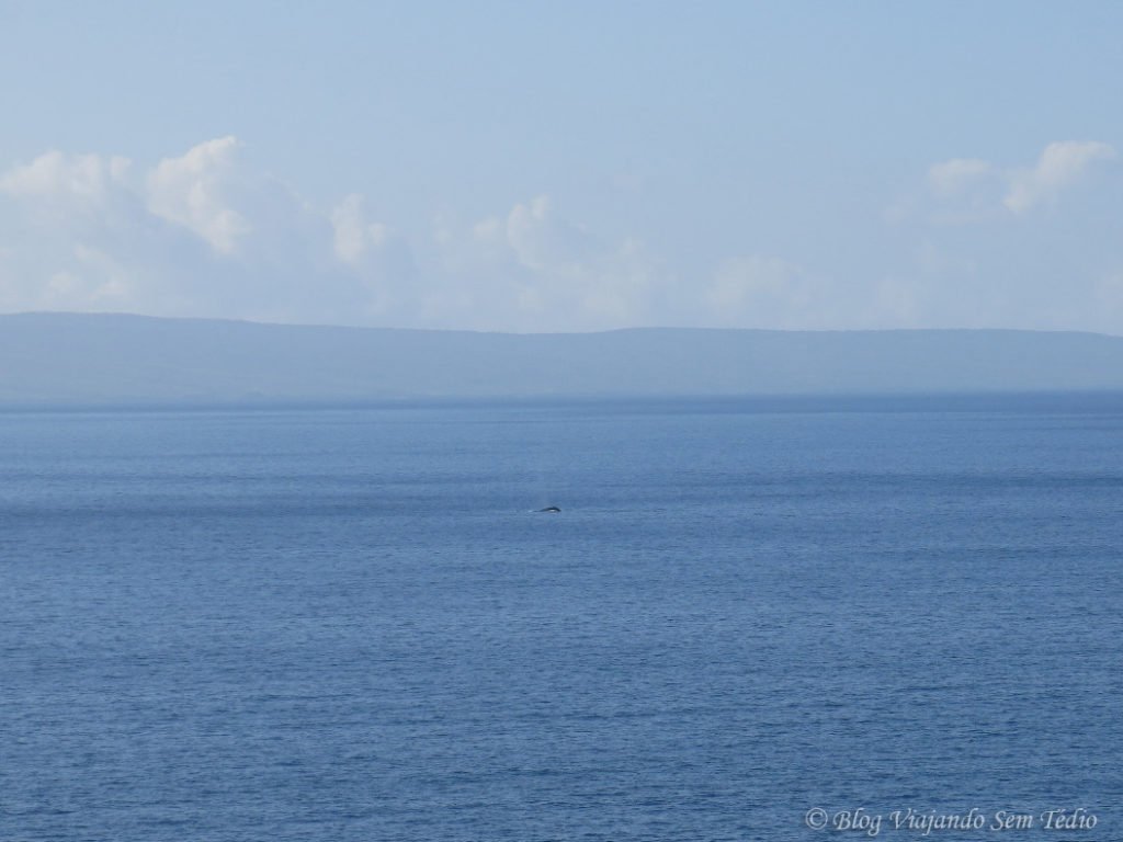 baleias hawaii