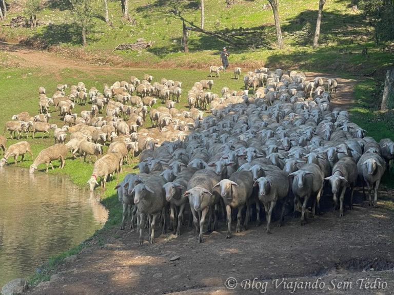 Bate e volta de Gramado