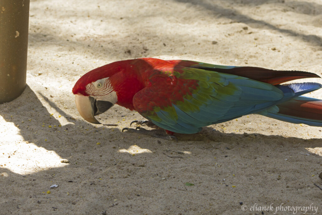 Red-and-green macaw (Arara-vermelha