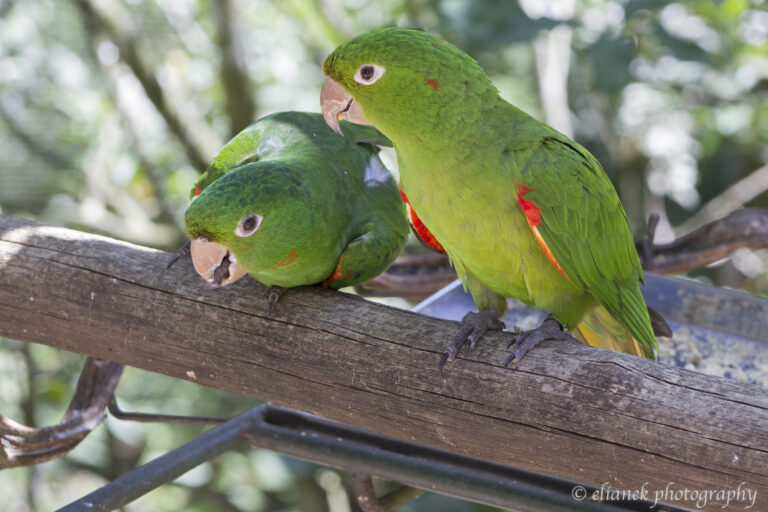 parque-das-aves-foz-do-iguacu