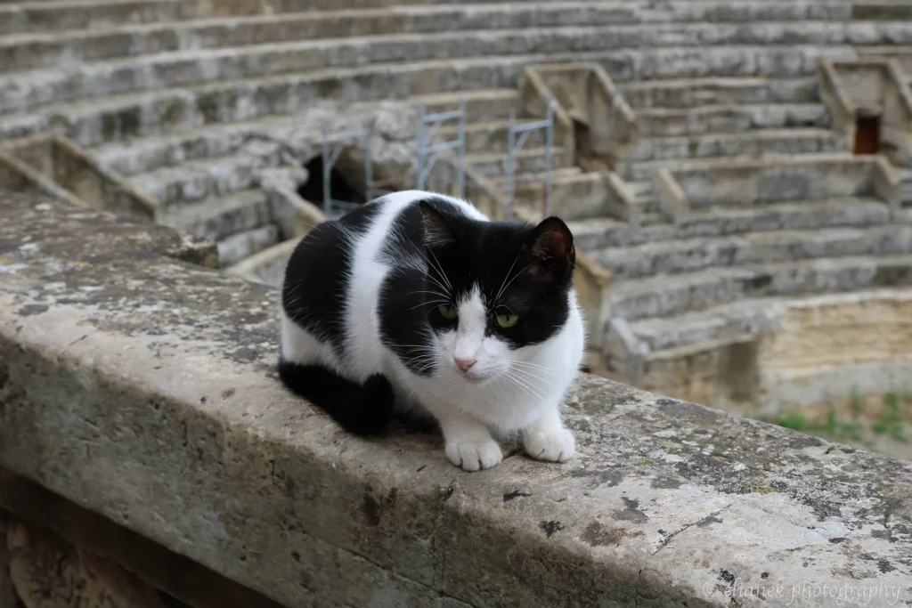 gato italia